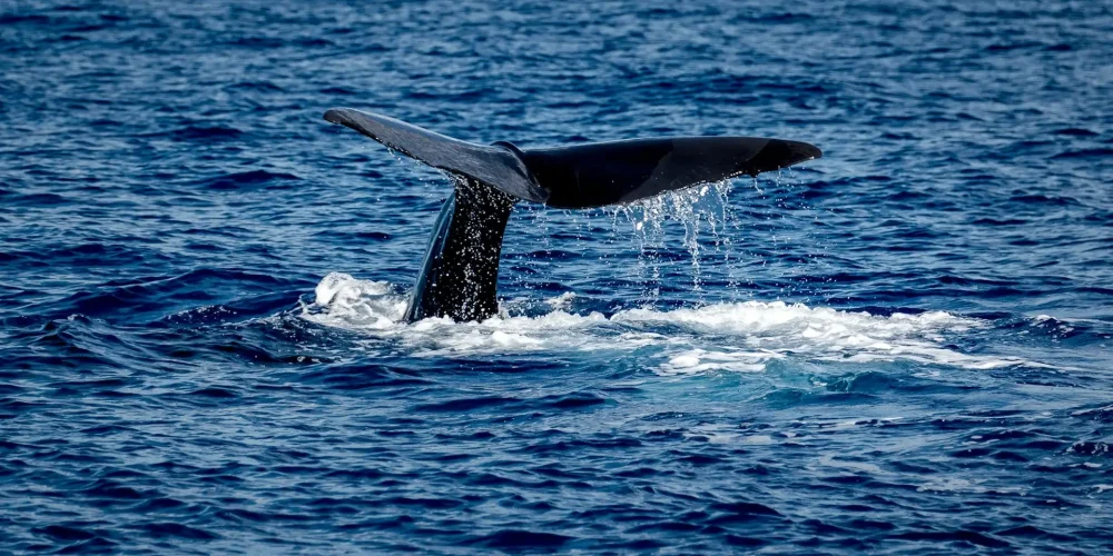 best-time-to-visit-dominica Best Time To Visit Dominica